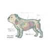 flat750x075f pad750x1000f8f8f8 9 - English Bulldog Gifts UK